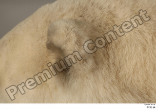 Polar bear ear 0007.jpg